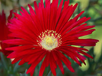 Lampranthus cv Red